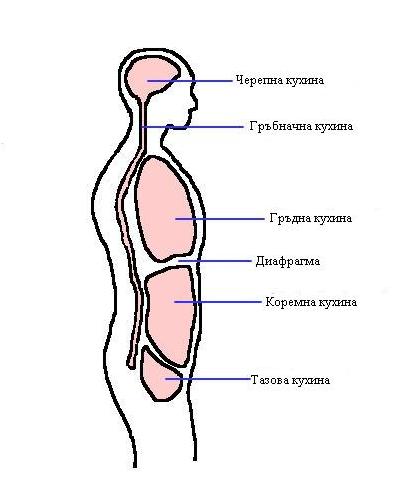 Кухини на тялото