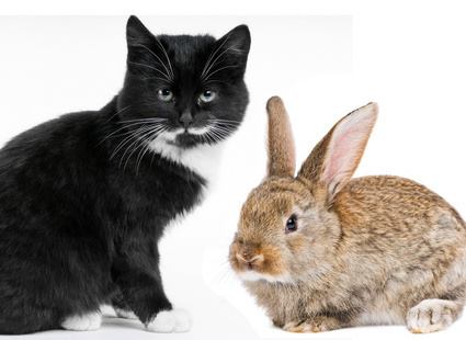 Предлагам уроци за лов на мишки срещу мизерно заплащане - а досега нито един заек не се е записал.