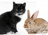 Котката и зайците